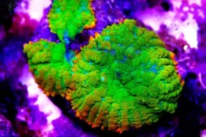 Rhodactis Green-Orange Ultra Premium fluo - Mushroom - Corallo molle facile - 1 disco su frag