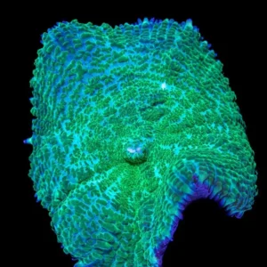 Rhodactis Green - Mushroom - Corallo molle facile - 1 disco su frag