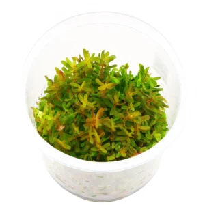 Rotala Vietnam H'Ra Gia Lai in cup da 10 cm - pianta rossa di media difficoltà