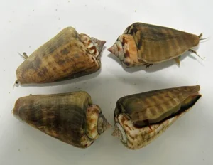 Strombus Spp. - Sea Shell Snail - Lumaca Detritivora ideale per acquario marino DSB e reef