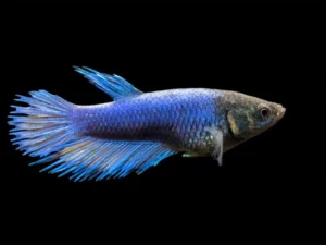 Betta splendens Crowntail femmina color mix, pesce combattente femmina
