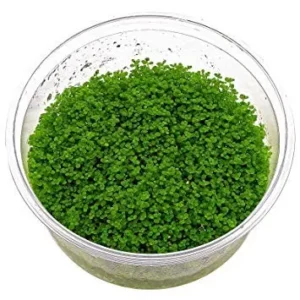 Hemianthus Callitrichoides "Cuba" in cup da 10 cm - pianta da pratino - primo piano