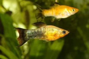 Poecilia Latipinna Molly Golden Spotted 5 cm