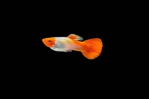 Coppia di Guppy Koi Red Cap, Poecilia reticulata 3,5 cm maschio + femmina