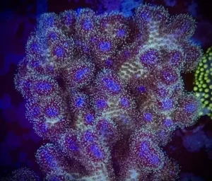 Pocillopora Damicornis Quadricolor - Corallo duro SPS- frag 8-10 cm