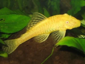Ancistrus Dolichopterus GOLD/ALBINO 2-3 cm pulitori da vetro
