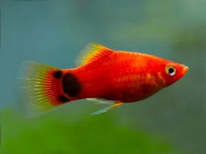 Platy Red Mikey Mouse, xiphophorus maculatus 2-3 cm