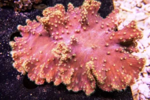 Sinularia Dura Red-pink - Corallo molle facile - frag 8-10 cm