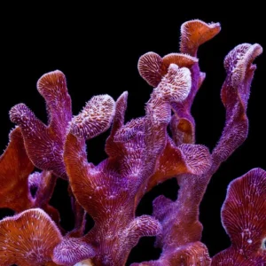 Pavona Decussata purple - Coralo duro SPS viola - frag 6 cm