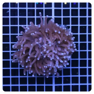 Heliofungia Actiniformis Purple 3-6 cm - Corallo duro LPS facile