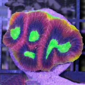 Favia Dragon Soul - frag 3-5 cm - Corallo duro LPS facile