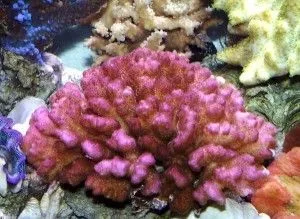 Pocillopora Damicornis Pink-Red - Corallo duro SPS- frag 3-4 cm