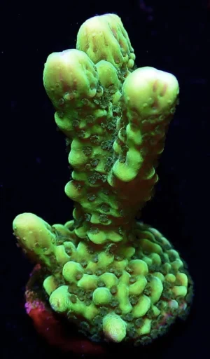Montipora Capitata Green - Coralo duro SPS- frag 3-6 cm