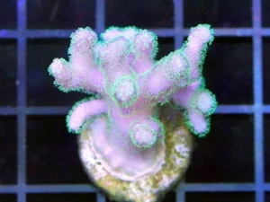 Stylophora Subseriata green-pink - Corallo duro SPS - frag 3-6 cm