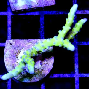 Anacropora Forbesi Goblin 4-6 cm - Corallo duro SPS