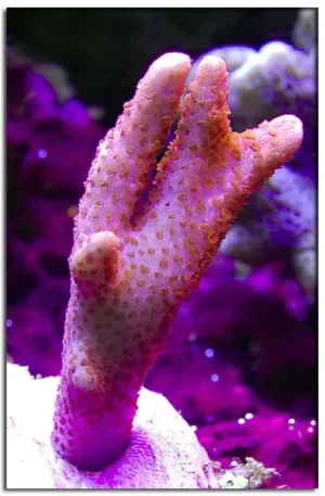 Montipora Digitata Rosa - Pink - Coralo duro SPS- frag 3-6 cm