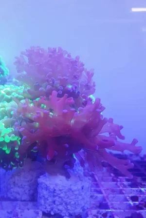 Euphyllia Divisa Viola - 2 calici - FOTO REALI - Corallo duro LPS facile
