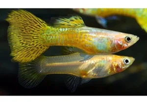 Coppia di Guppy Snakeskin Cobra Blond, Poecilia reticulata 3,5 cm - maschio + femmina