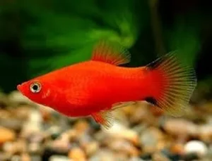 Platy Red Comet, xiphophorus maculatus 3-4 cm