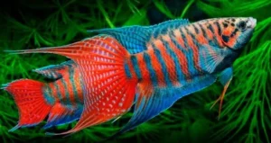 Macropodus Opercularis Blue/Red - Paradise Fish 4-5 cm - Pesce del paradiso