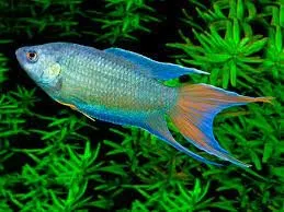 Macropodus Opercularis Blue - Paradise Fish 4-5 cm - Pesce del paradiso