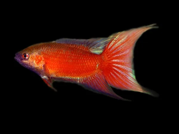 Macropodus Opercularis Red - Paradise Fish 4-5 cm - Pesce del paradiso