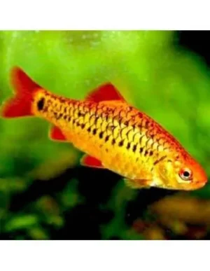 Barbus Schuberti - Puntius Semifasciolatus - Barbodes Barbo dorato 2-3 cm