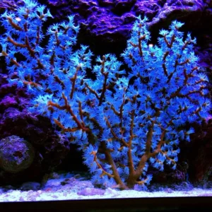 Gorgonia BlueBerry - FOTO REALI - Corallo molle facile - frag 8-15 cm