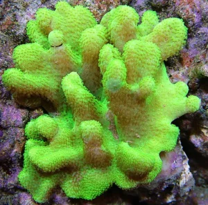 Lobophytum Green XL 10-15 cm - verde - Corallo molle facile