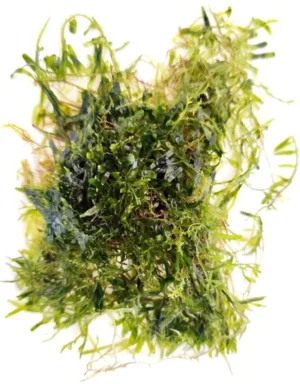 Alga Caulerpa spp. per acquario marino - macroalgae - 10x10 cm - starter per refugium e reattore ad alghe