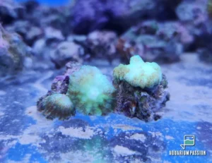 Rhodactis Light Green Mushroom - verde chiaro - Corallo molle facile - frag con più dischi