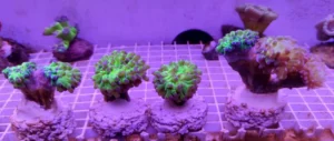 Euphyllia Paradivisa base verde punte Viola - 5 calici - Corallo duro LPS facile