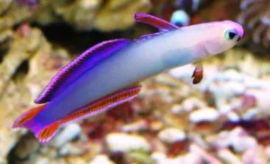 Nemateleotris Decora - Pesce di fuoco gobio elegante - Purple firefish goby