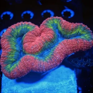 Lobophyllia Rainbow 5-7 cm - Corallo duro LPS facile