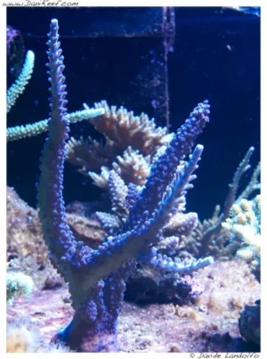 Acropora Loisette Blue-green 7 cm - Corallo duro SPS