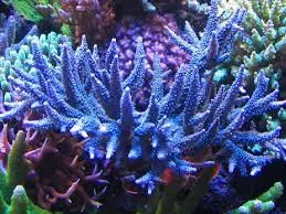 Acropora Loisette Blue-green 10 cm - Corallo duro SPS