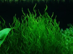 MUSCHIO FLAME MOSS (TAXIPHYLLUM SP 'FLAME') 6x6 cm