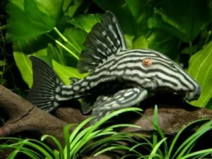 Panaque Nigrolineatus Royal Pleco 10-12 cm, loricaridi alghivori