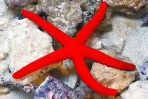 Linckia Laevigata Red Starfish - Stella marina rossa