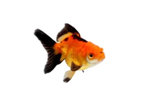 Orifiamma red & black 4-6 cm - Oranda - Pesce rosso - Carassius auratus rosso e nero