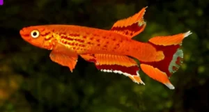 Aphyosemion australe Hjersseni 3-5 cm - killifish