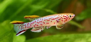 Fundulopanchax Gardneri 2-4 cm Aphyosemion Gardneri - Clown killifish