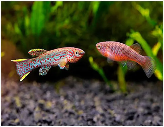 Fundulopanchax Gardneri 2-4 cm Aphyosemion Gardneri - Clown killifish