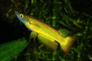 Aplocheilus lineatus Gold 4-6 cm - Golden Wonder killifish