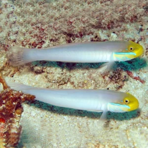 Valenciennea Strigata - Golden-Head Blueband Goby - setaccia la sabbia