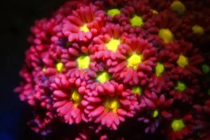 Goniopora Red Fluo cuore giallo Frag - FOTO REALI - Corallo duro LPS facile
