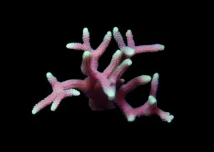 Seriatopora Caliendrum Pink Green Tip - Corallo duro SPS- frag 3 cm