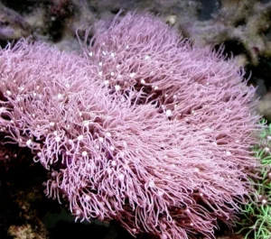 Pachyclavularia violacea Pink - Corallo molle facile - frag di 6-8 cm