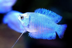 Colisa Lalia Blue neon dwarf kobalt, Gurami nano XL