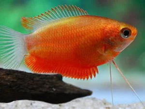 Colisa Chuna Red - Honey Gourami - Trichogaster chuna - 4 cm - Nanofish
